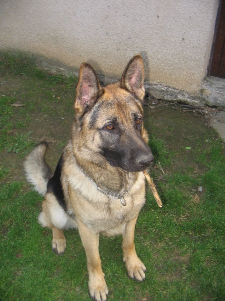 Drako du domaine des cheyennes